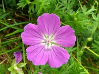 Geranium sanguineum 48, Bloedooievaarsbek, Saxifraga-Hans Grotenhuis