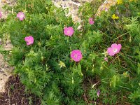 Geranium sanguineum 49, Bloedooievaarsbek, Saxifraga-Hans Grotenhuis