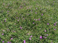Geranium sanguineum 51, Bloedooievaarsbek, Saxifraga-Hans Grotenhuis