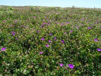 Geranium sanguineum 52, Bloedooievaarsbek, Saxifraga-Hans Grotenhuis