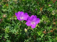 Geranium sanguineum 53, Bloedooievaarsbek, Saxifraga-Hans Grotenhuis