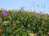 Geranium sanguineum 54, Bloedooievaarsbek, Saxifraga-Hans Grotenhuis