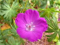 Geranium sanguineum 58, Bloedooievaarsbek, Saxifraga-Hans Grotenhuis