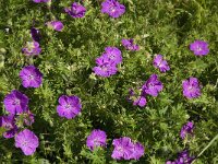 Geranium sanguineum 6, Bloedooievaarsbek, Saxifraga-Jan van der Straaten