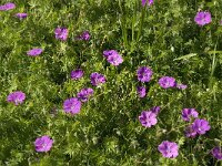 Geranium sanguineum 7, Bloedooievaarsbek, Saxifraga-Jan van der Straaten