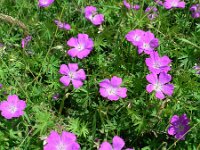 Geranium sanguineum 9, Bloedooievaarsbek, Saxifraga-Jan Willem Jongepier