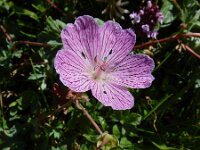 Geranium subargenteum 3, Saxifraga-Ed Stikvoort : Posada de Valdeón - Espinama s9900