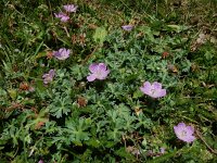 Geranium subargenteum 4, Saxifraga-Ed Stikvoort : Posada de Valdeón - Espinama s9900