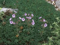 Geranium tuberosum 4, Saxifraga-Jan van der Straaten
