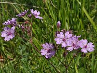 Geranium tuberosum 5, Saxifraga-Harry Jans