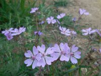 Geranium tuberosum 9, Saxifraga-Ed Stikvoort