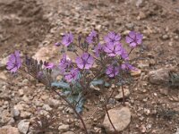 Geranium tuberosum 1, Saxifraga-Jan de Laat