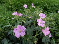 Geranium x oxonianum 3, hybride Geranium endressii x versicolor, Saxifraga-Ed Stikvoort