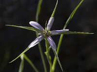 Geropogon hybridus 2, Saxifraga-Willem van Kruijsbergen