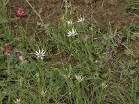 Geropogon hybridus 3, Saxifraga-Willem van Kruijsbergen