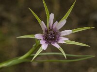 Geropogon hybridus 4, Saxifraga-Willem van Kruijsbergen