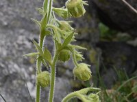 Geum bulgaricum 6, Saxifraga-Harry Jans  Geum bulgaricum