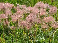 Geum montanum 29, Saxifraga-Harry Jans