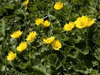 Geum montanum 5, Saxifraga-Willem van Kruijsbergen