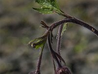 Geum rivale 12, Knikkend nagelkruid, Saxifraga-Jan van der Straaten