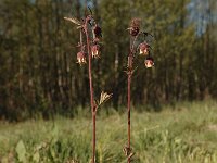 Geum rivale 14, Knikkend nagelkruid, Saxifraga-Bas Klaver