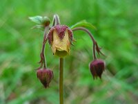 Geum rivale 20, Knikkend nagelkruid, Saxifraga-Ed Stikvoort