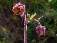 Geum rivale 22, Knikkend nagelkruid, Saxifraga-Ed Stikvoort