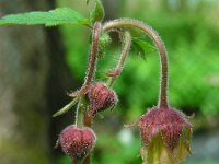 Geum rivale 23, Knikkend nagelkruid, Saxifraga-Ed Stikvoort