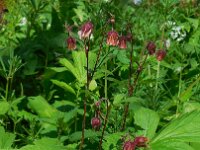 Geum rivale 26, Knikkend nagelkruid, Saxifraga-Ed Stikvoort