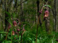 Geum rivale 27, Knikkend nagelkruid, Saxifraga-Ed Stikvoort