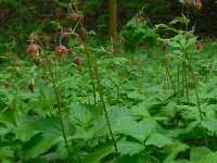 Geum rivale 29, Knikkend nagelkruid, Saxifraga-Ed Stikvoort