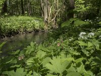 Geum rivale 39, Knikkend nagelkruid, Saxifraga-Willem van Kruijsbergen