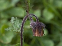 Geum rivale 4, Knikkend nagelkruid, Saxifraga-Willem van Kruijsbergen