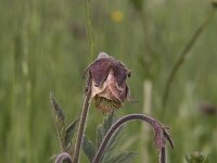 Geum rivale 44, Knikkend nagelkruid, Saxifraga-Willem van Kruijsbergen