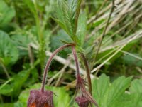 Geum rivale 45, Knikkend nagelkruid, Saxifraga-Rutger Barendse