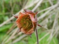 Geum rivale 46, Knikkend nagelkruid, Saxifraga-Rutger Barendse