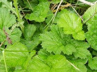 Geum rivale 47, Knikkend nagelkruid, Saxifraga-Rutger Barendse