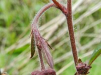 Geum rivale 48, Knikkend nagelkruid, Saxifraga-Rutger Barendse
