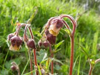 Geum rivale 50, Knikkend nagelkruid, Saxifraga-Rutger Barendse