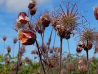 Geum rivale 51, Knikkend nagelkruid, Saxifraga-Ed Stikvoort