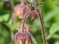 Geum rivale 58, Knikkend nagelkruid, Saxifraga-Sonja Bouwman  871. Knikkend nagelkruid - Geum rivale - Rosaceae familie (i)