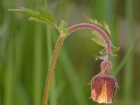 Geum rivale 6, Knikkend nagelkruid, Saxifraga-Kees Marijnissen
