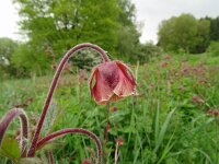 Geum rivale 64, Knikkend nagelkruid, Saxifraga-Hans Grotenhuis