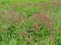 Geum rivale 65, Knikkend nagelkruid, Saxifraga-Hans Grotenhuis