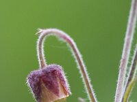 Geum rivale 67, Knikkend nagelkruid, Saxifraga-Jan Nijendijk