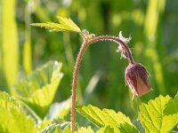 Geum rivale 68, Knikkend nagelkruid, Saxifraga-Mark Zekhuis