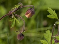 Geum rivale 69, Knikkend nagelkruid, Saxifraga-Jan van der Straaten