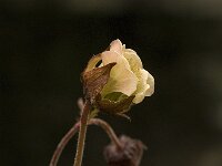 Geum rivale 7, Knikkend nagelkruid, Saxifraga-Jan van der Straaten