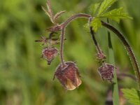 Geum rivale 74, Knikkend nagelkruid, Saxifraga-Jan van der Straaten