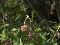 Geum rivale 8, Knikkend nagelkruid, Saxifraga-Jan van der Straaten